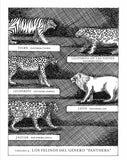 Panthera Tigris / Kinderbuch Spanisch / Sylvain Alzial / Hélène Rajcak