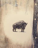 My Bison / Bilderbuch Englisch / Caya Wisniewski