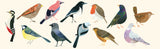 My First Book of Birds / Kinderbuch Englisch / Zoë Ingram